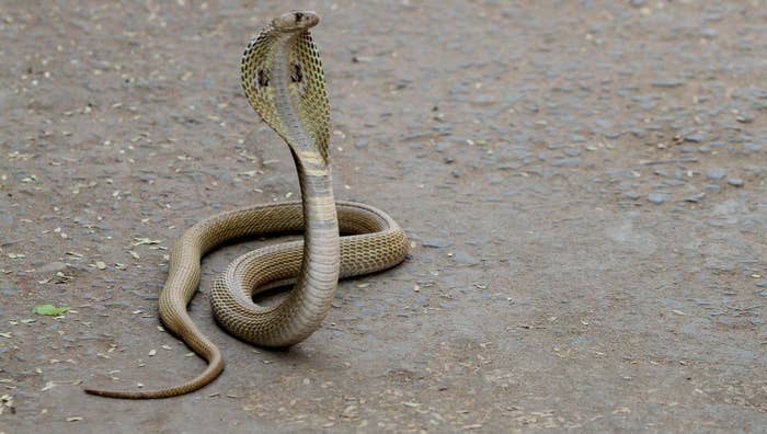 A wild cobra snake is seen in the road outskirts of the eastern Indian state Odisha