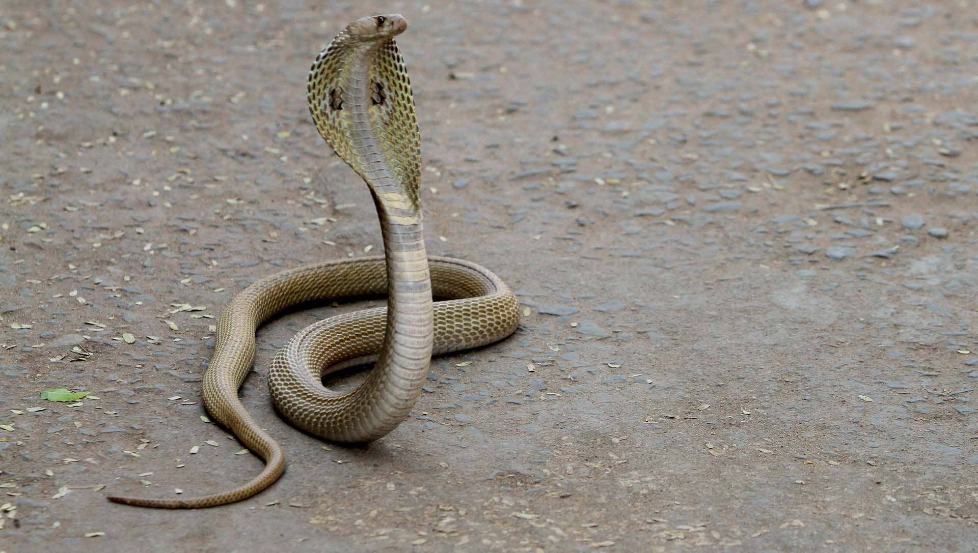 A wild cobra snake is seen in the road outskirts of the eastern Indian state Odisha