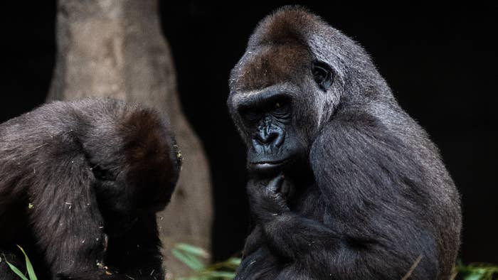 A gorilla pictured in its enclosure in Madrid Zoo.