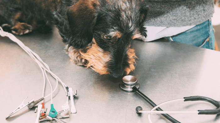 Dog sniffing stethoscope