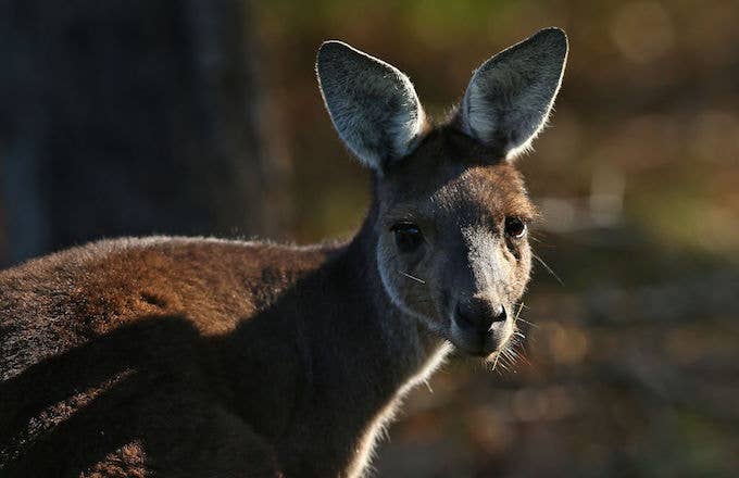 Kangaroo mobs