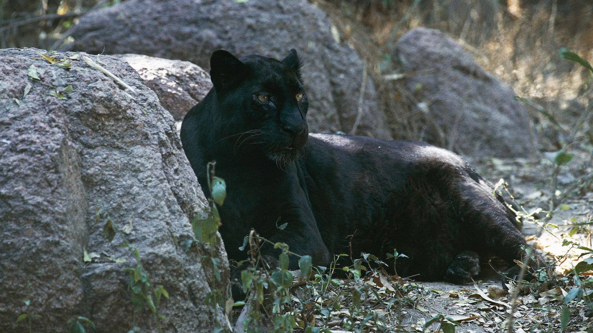 black leopard