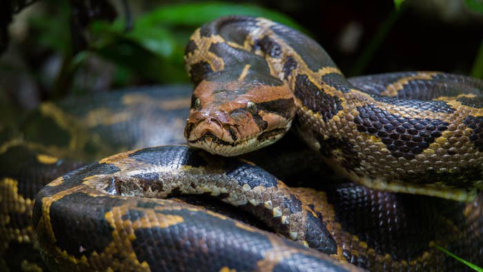 A portrait of a Burmese Python from Getty Images.