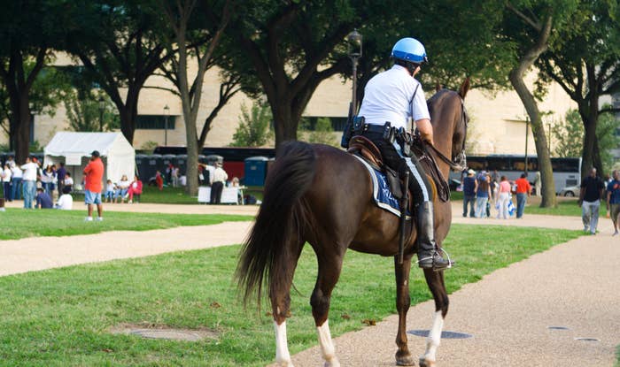 man arrested horse butt slap