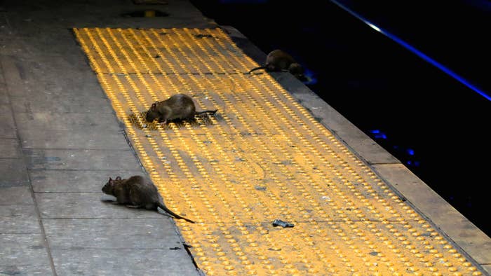 Three rats scavenge for food on the subway platform at Herald Square