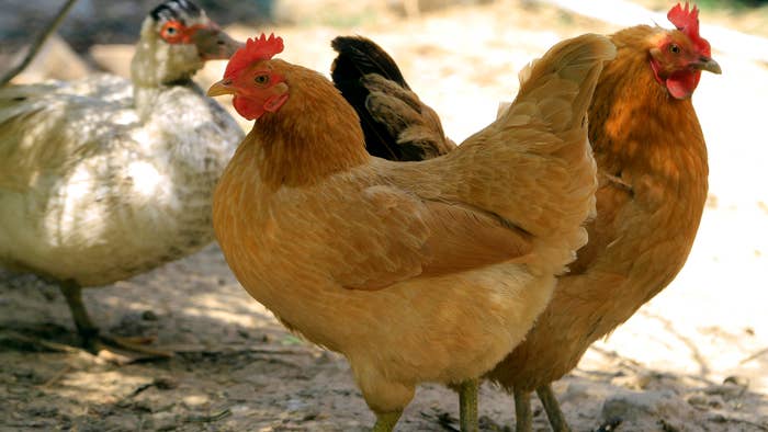 Chickens are seen inside an enclosure at a farmer's home in suburb Nanjing