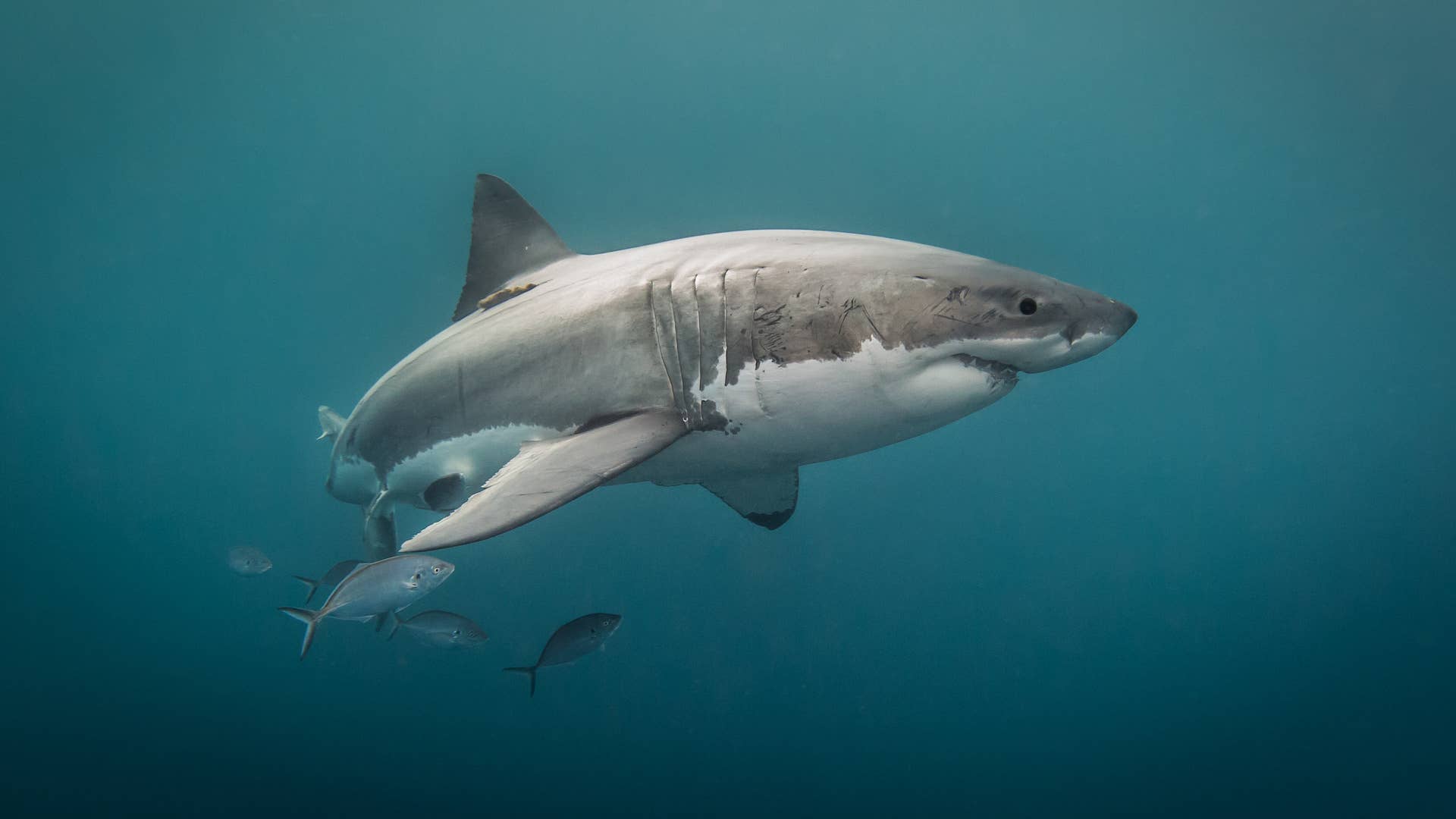 shark australia