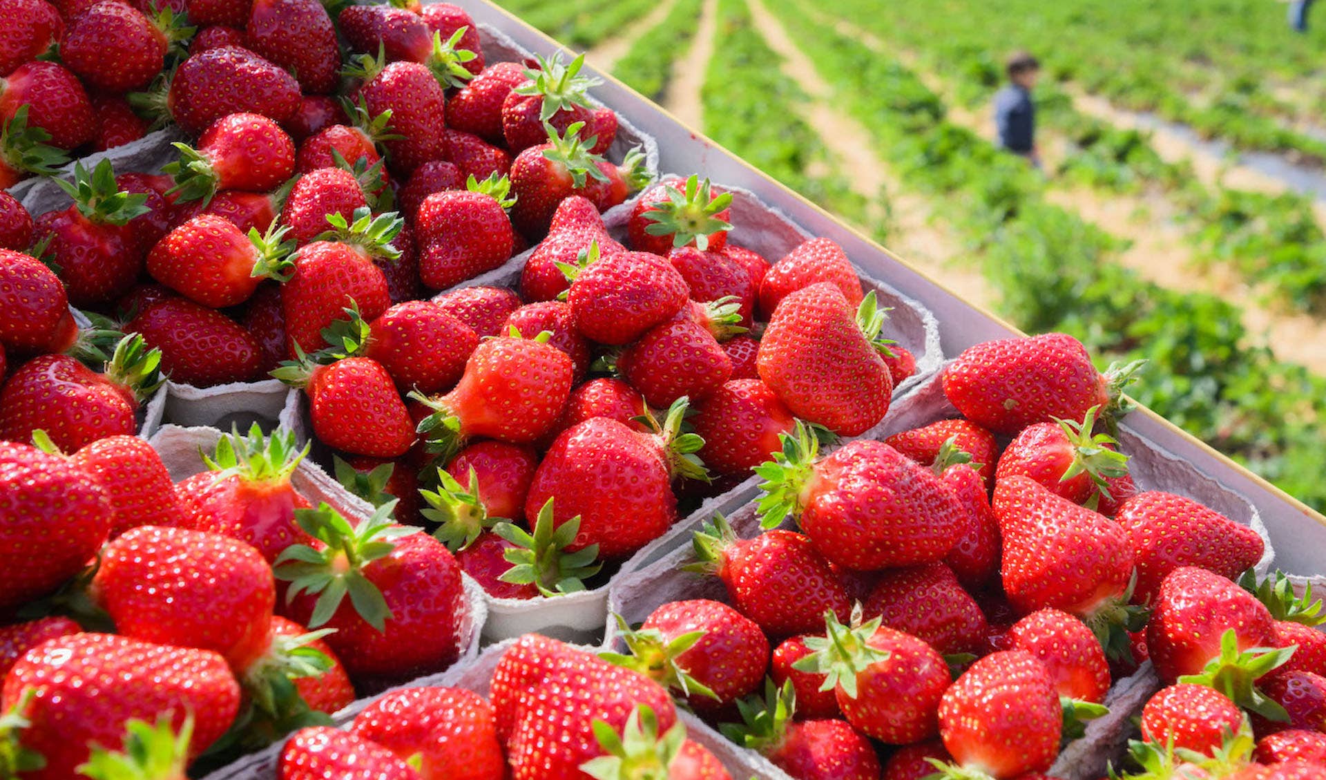FDA investigating outbreak of Hepatitis A potentially linked to strawberries