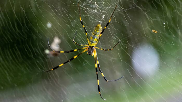 A photo of an adult Trichonephila clavata, aka the Joro spider.