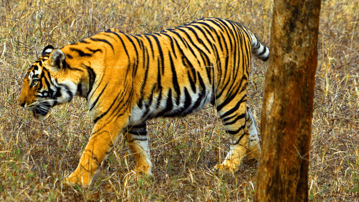 A tiger strolls around Ranthambore National Park in India.