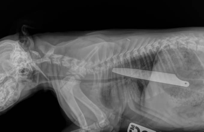 A knife was eaten by a dog and both survived.