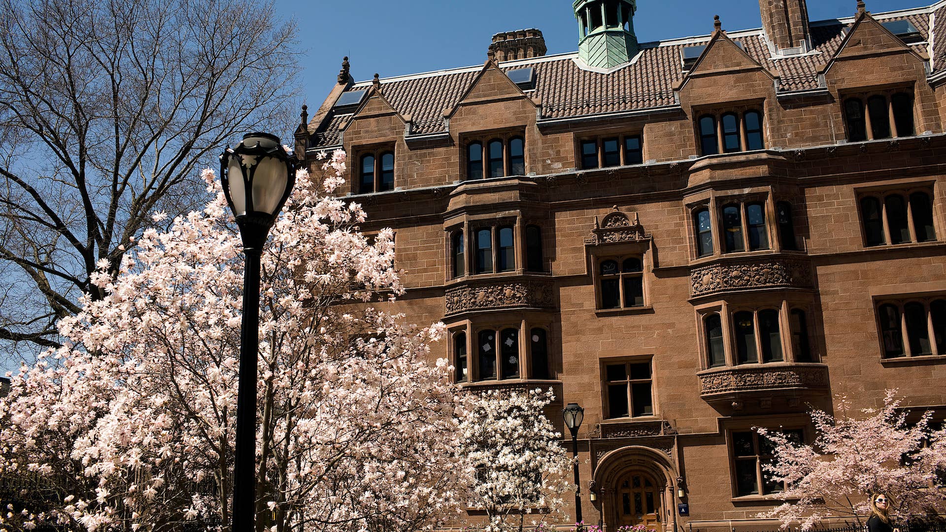 Trees bloom on the campus of Yale University.