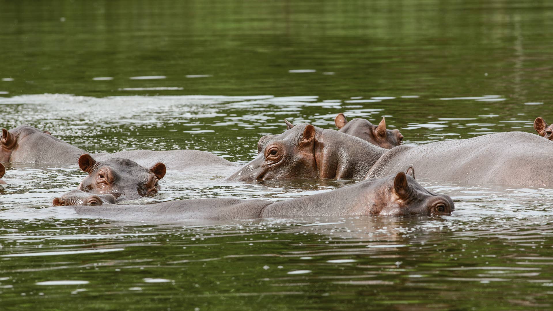 Hippos seen swimming close to the Magdalena River in Doradal, Colombia