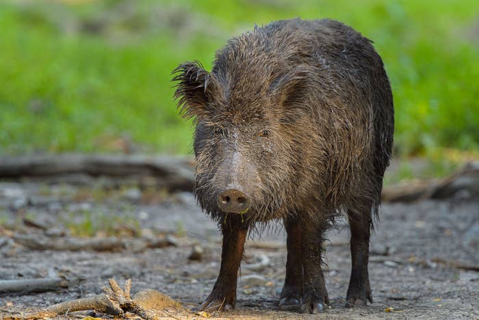 Wild Boars spotted in Canada