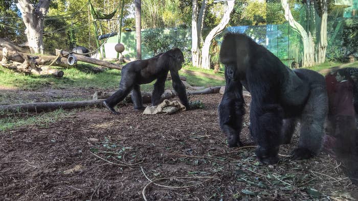 Gorillas at the San Diego Zoo