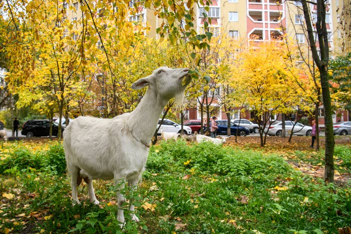 a goat grazing in a park photo