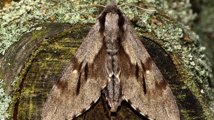 Enormous Moth So Big It Can Barely Fly Found at School in Australia ...