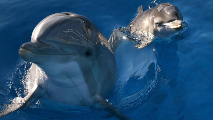 Bella, a Bottlenose Dolphin, swims in a pool with her new calf named Mirabella at Six Flags Discovery Kingdom.
