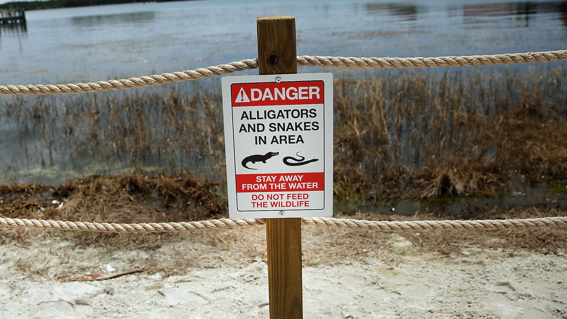 Newly installed signs warn of alligators and snakes