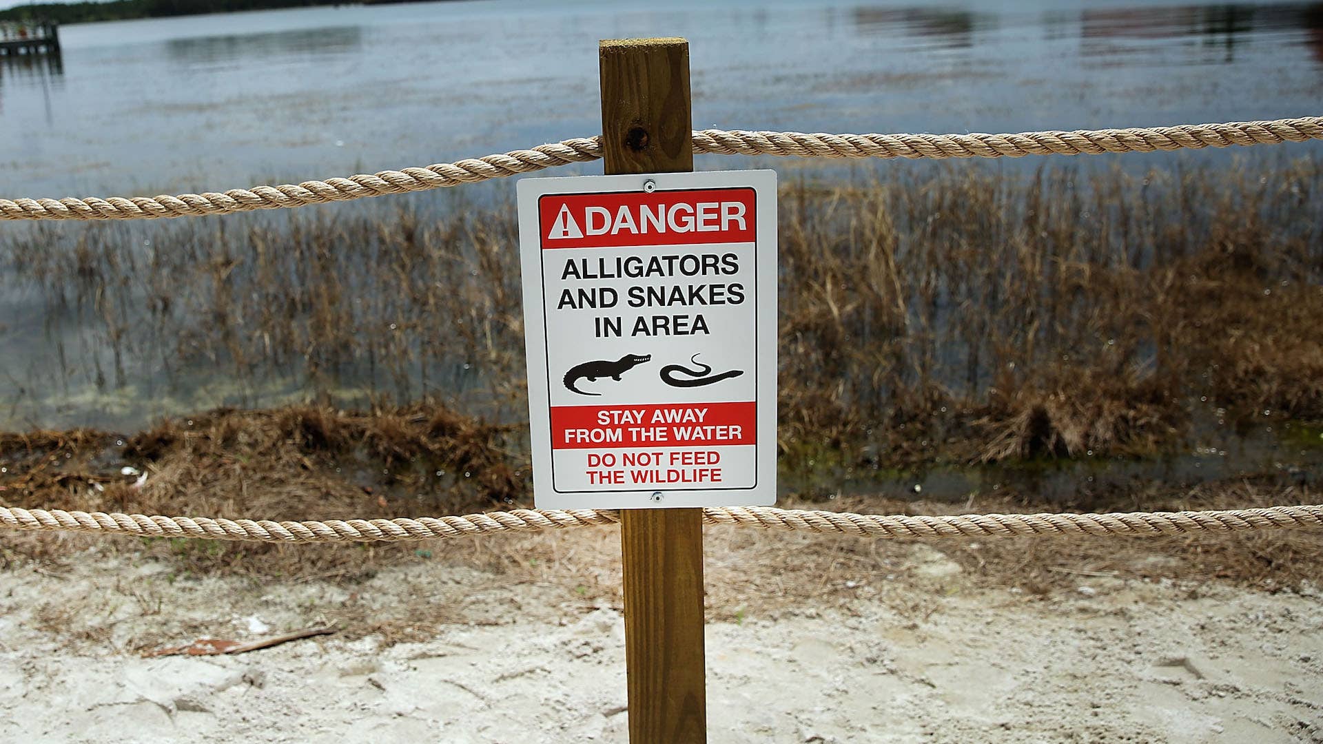 Newly installed signs warn of alligators and snakes