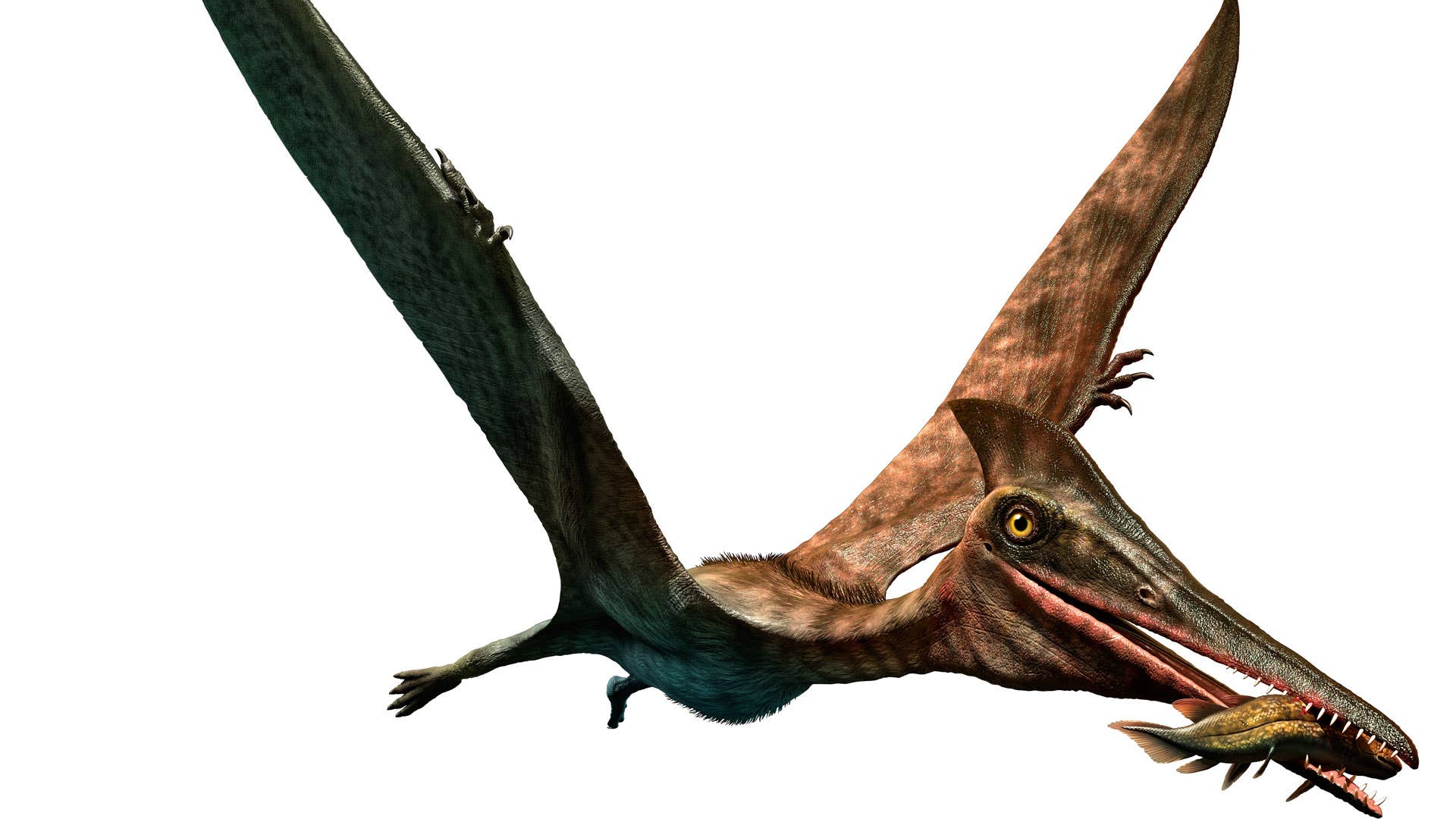 Unique Bone Structure Helped Long-Necked Pterosaurs Fly