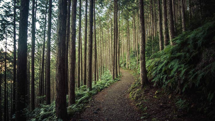 Stock photo of the mountains of Wakayama in Japan.