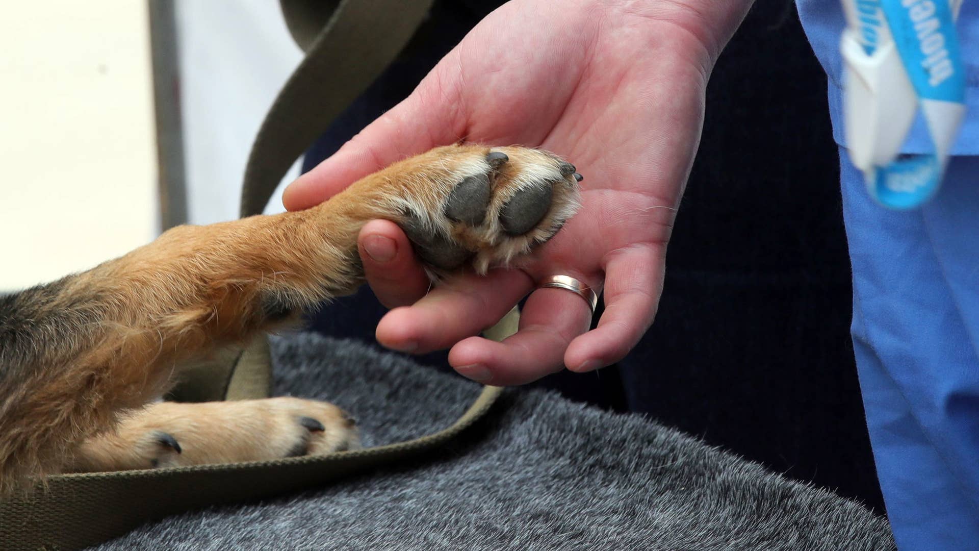 A photo of a dog getting veterinary care from a professional.