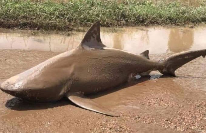 A five foot long bull shark that was thrown onto Australia's mainland by Cyclone Debbie.