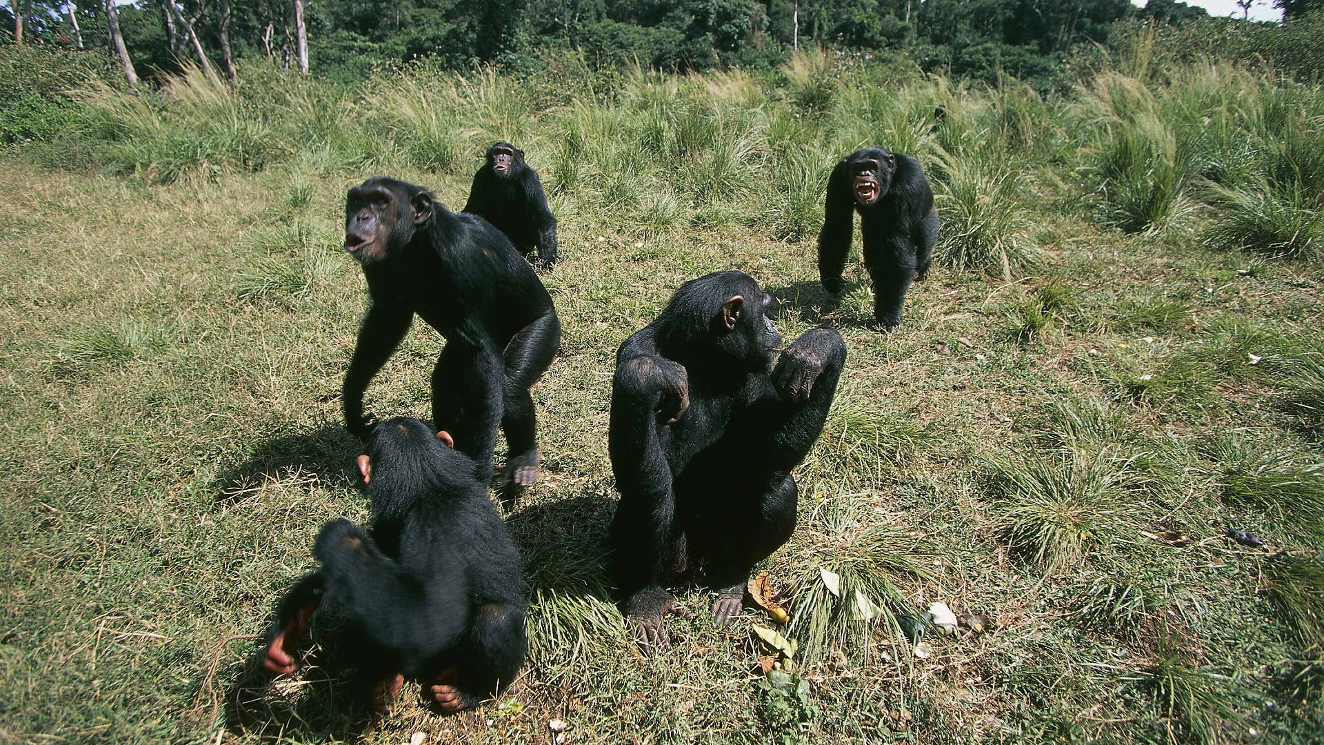 A group of wild chimps enjoy a sunny day outdoors.
