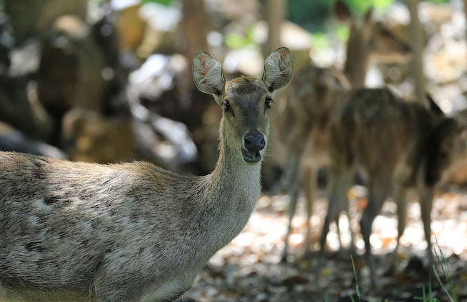 deers chilling