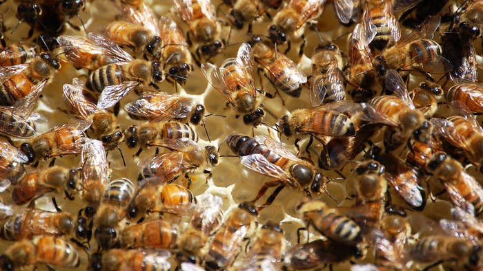 Close up photo of bees on honeycomb