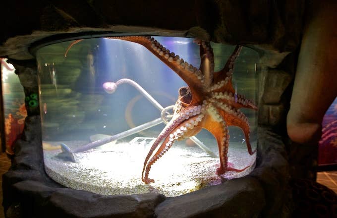 A Giant Pacific Octopus