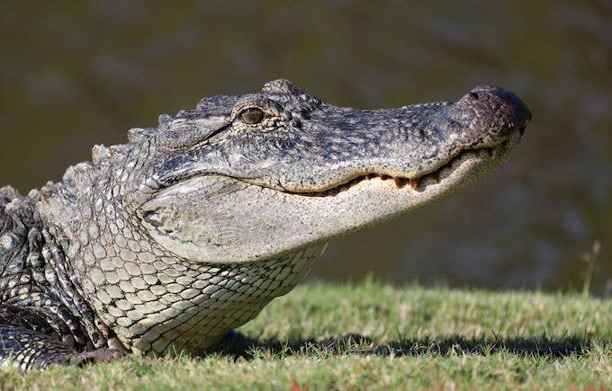 alligator