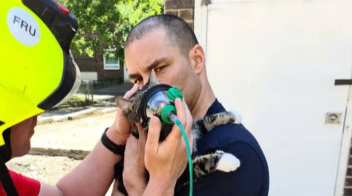 saving cat from fire new pet mask