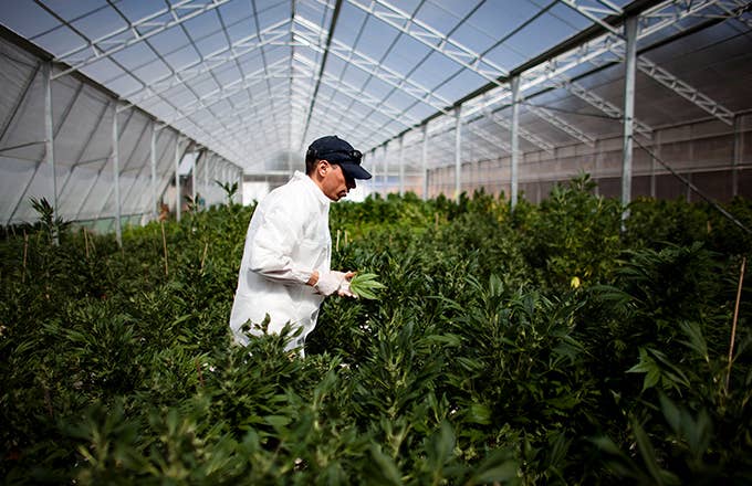 This is a photo of weed grower.