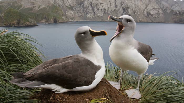 Climate crisis pushes albatross ‘divorce’ rates higher – study