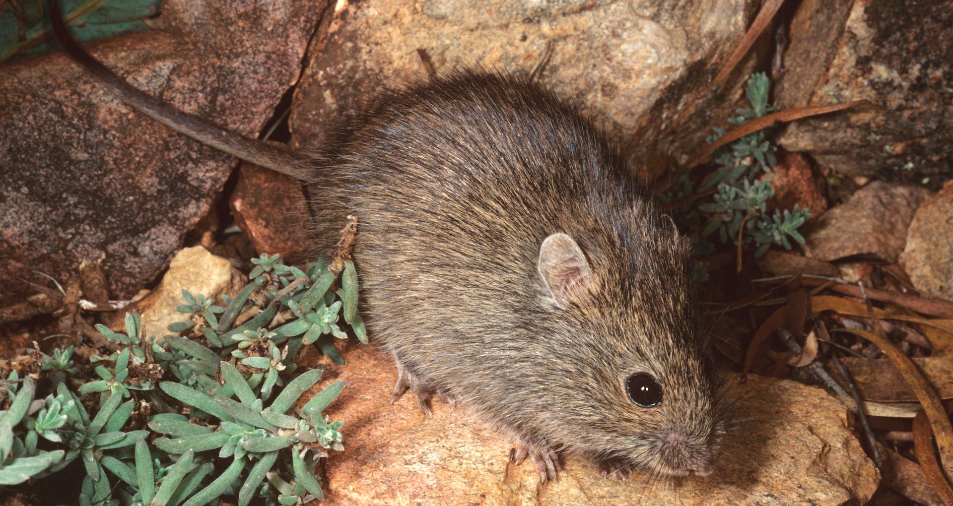 Mice in Australia
