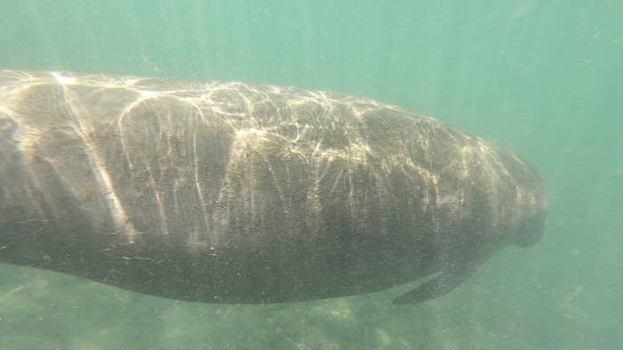 manatee