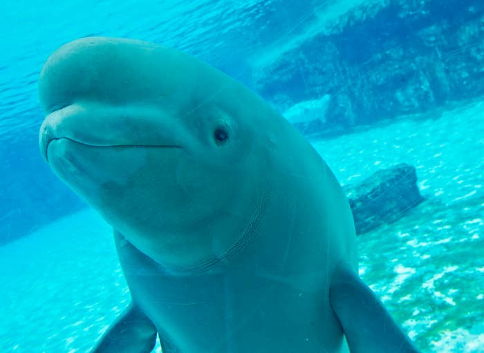 Beluga at Marineland in Ontario RIP