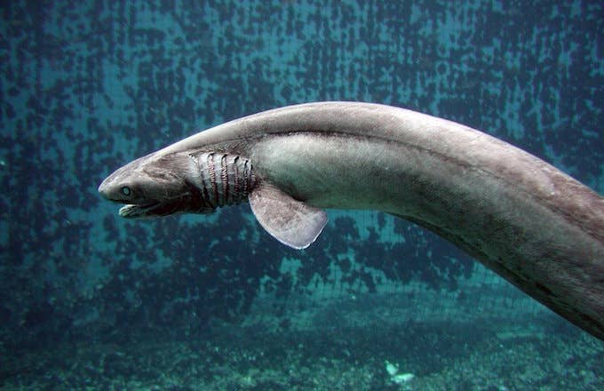 Scientists discover ancient shark with 300 teeth.