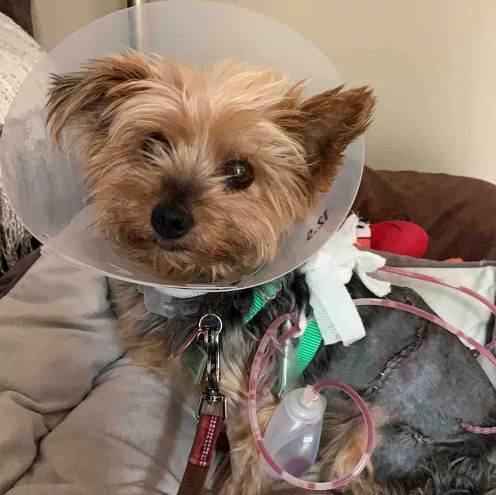 Toronto dog in recovery after defending 10-year-old girl