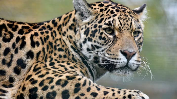 Jaguar at Zoo