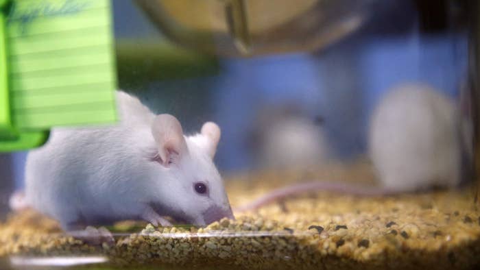 Lab rats in a vivarium at the Rostov on Don Research Institute of Oncology.