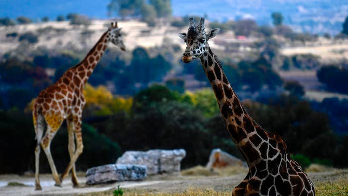 Giraffes in captivity