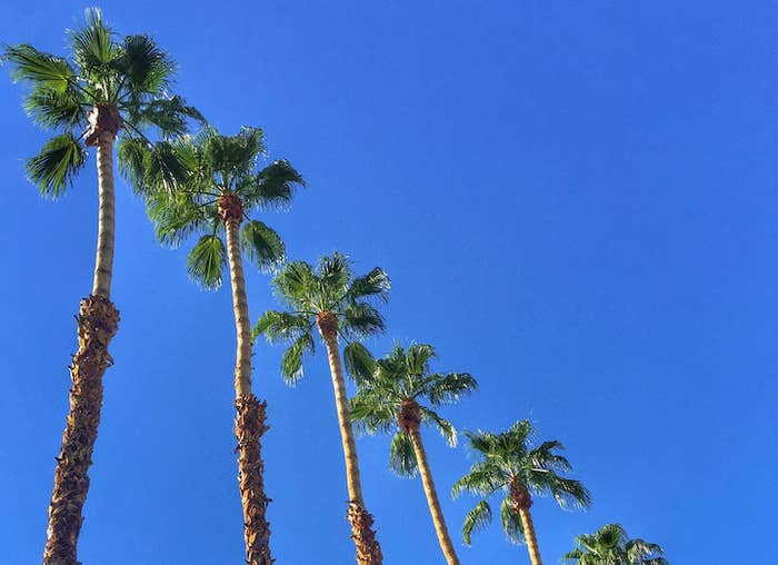 best phone backgrounds the palms