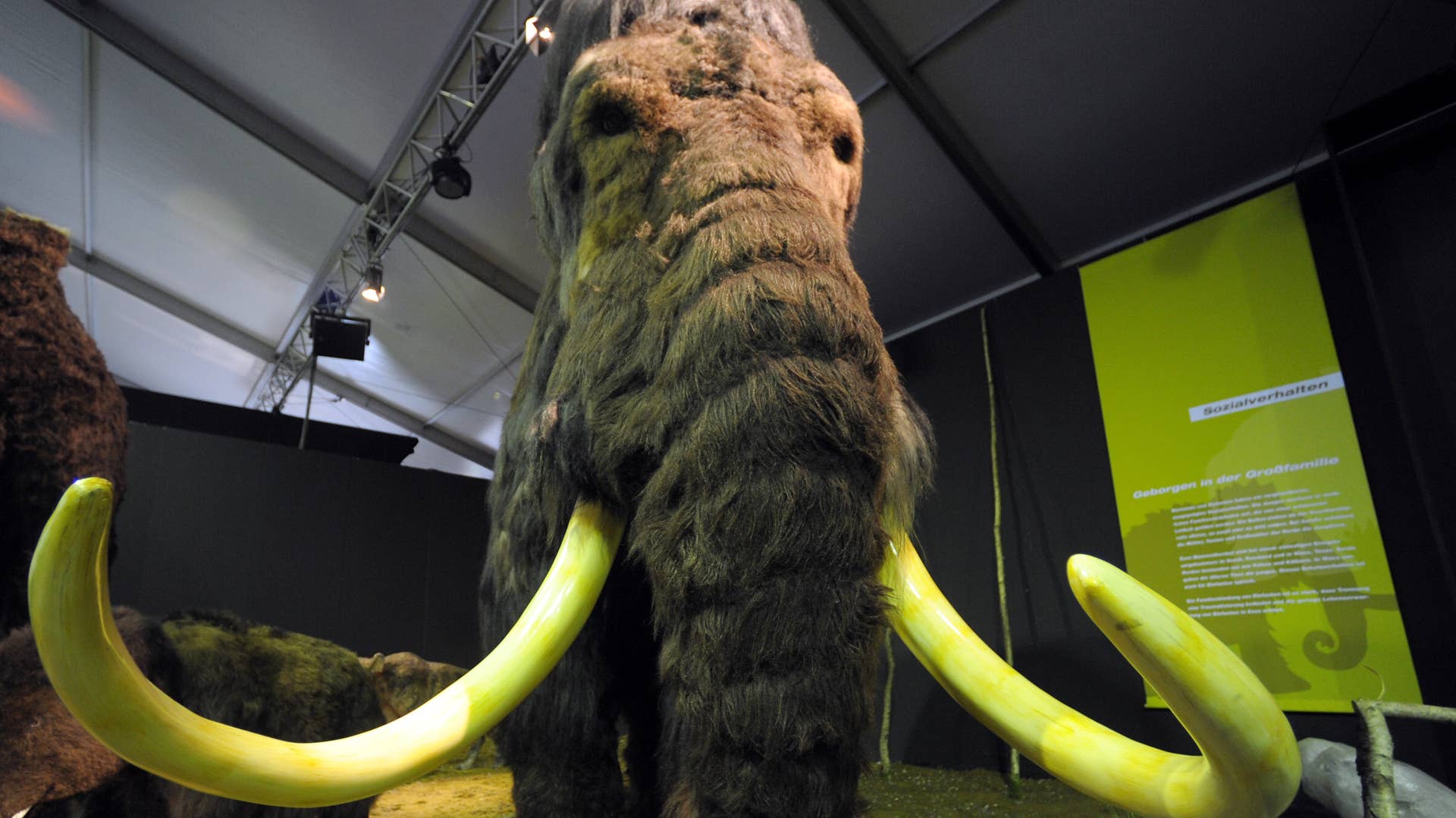 Two replicas of mammoths are seen during exhibition opening in Germany
