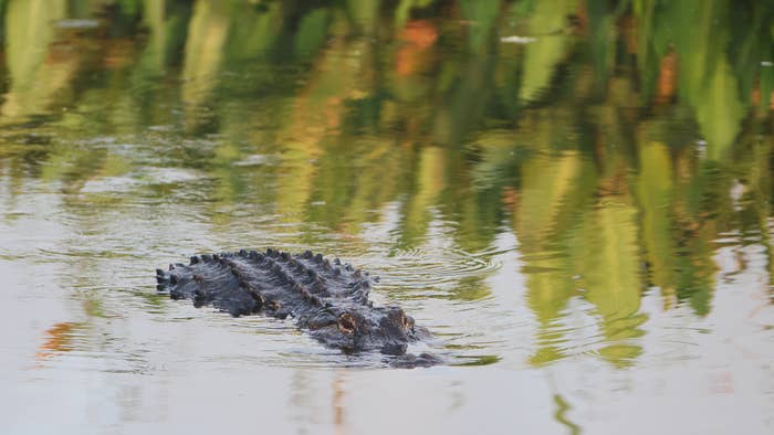 An alligator navigates the waterway at the Wakodahatchee Wetlands.