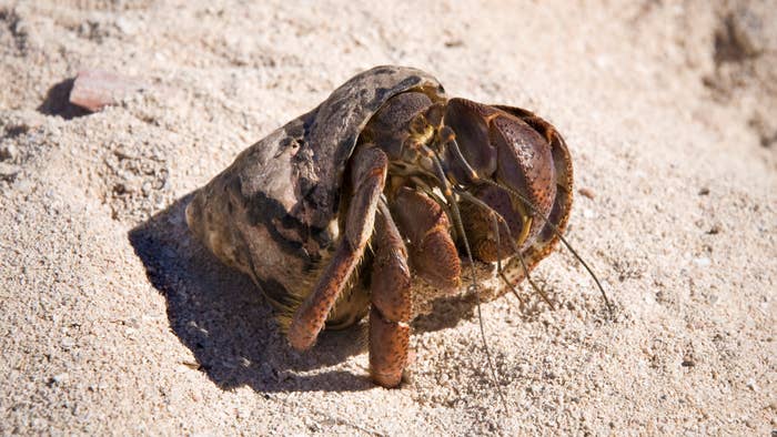 Hermit Crab. Ancon Bay. Cuba.