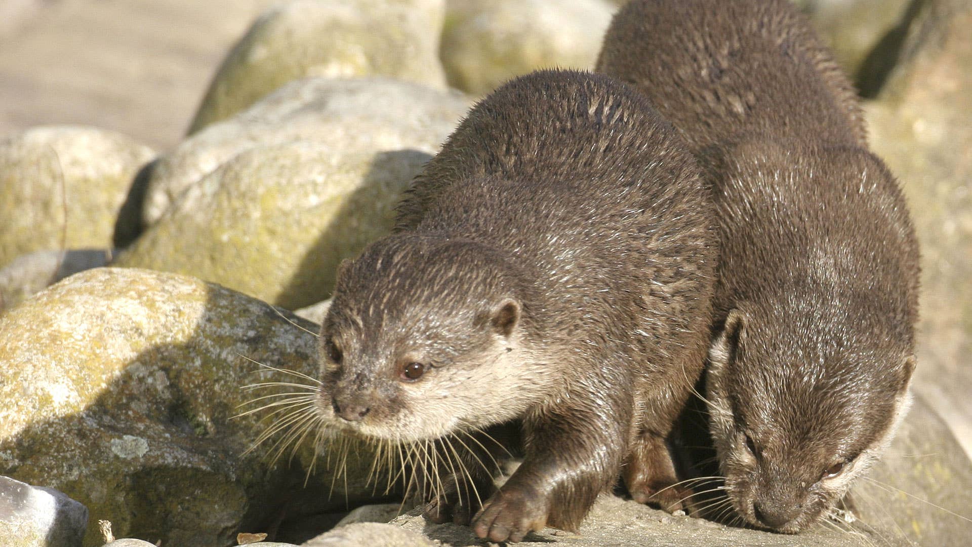 Asian small-clawed otter.