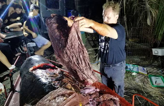 Whale found with 88 lbs. of plastic in its stomach